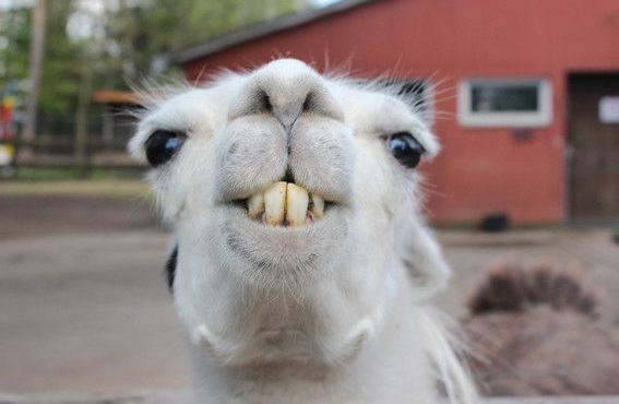 搞笑段子，个个经典，笑到抽筋！