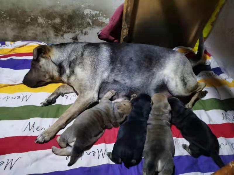 <b>胖多多的大胖宝宝们</b>