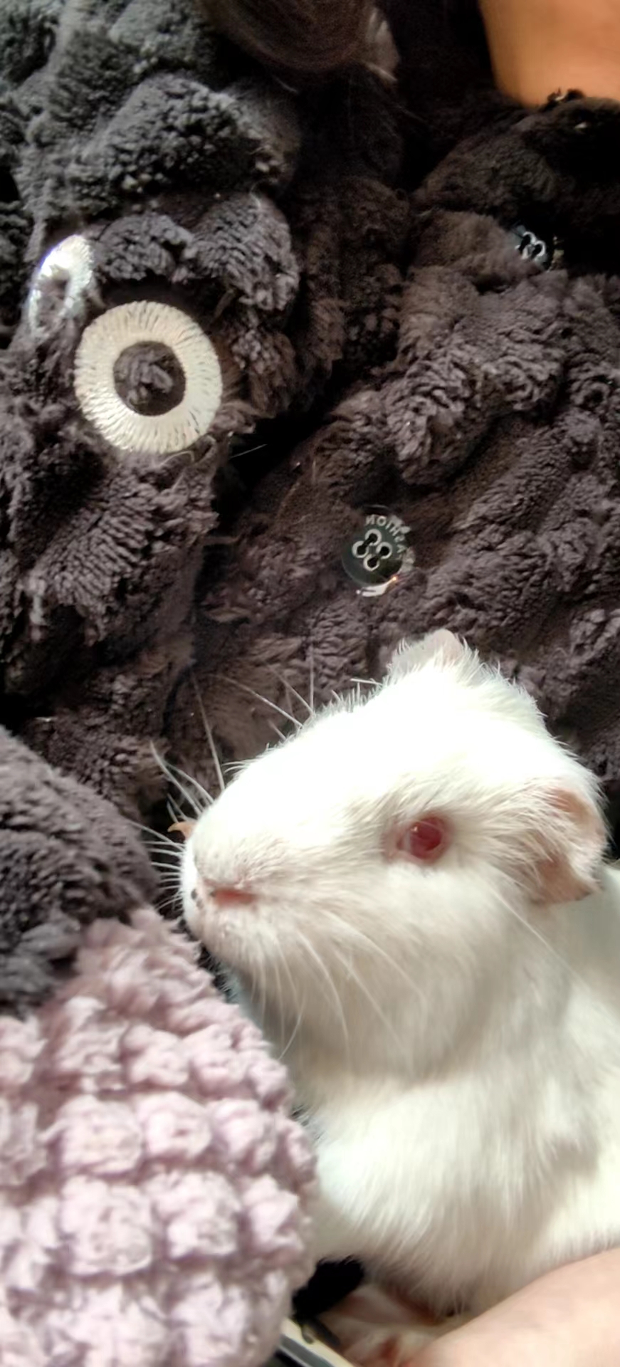 <b>猪猪小糯米来喽</b>