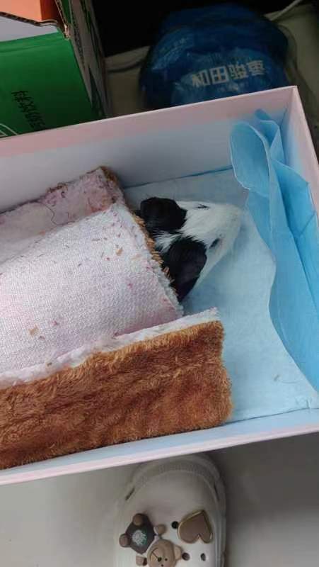 团子走了（猪猪星球没有病痛）