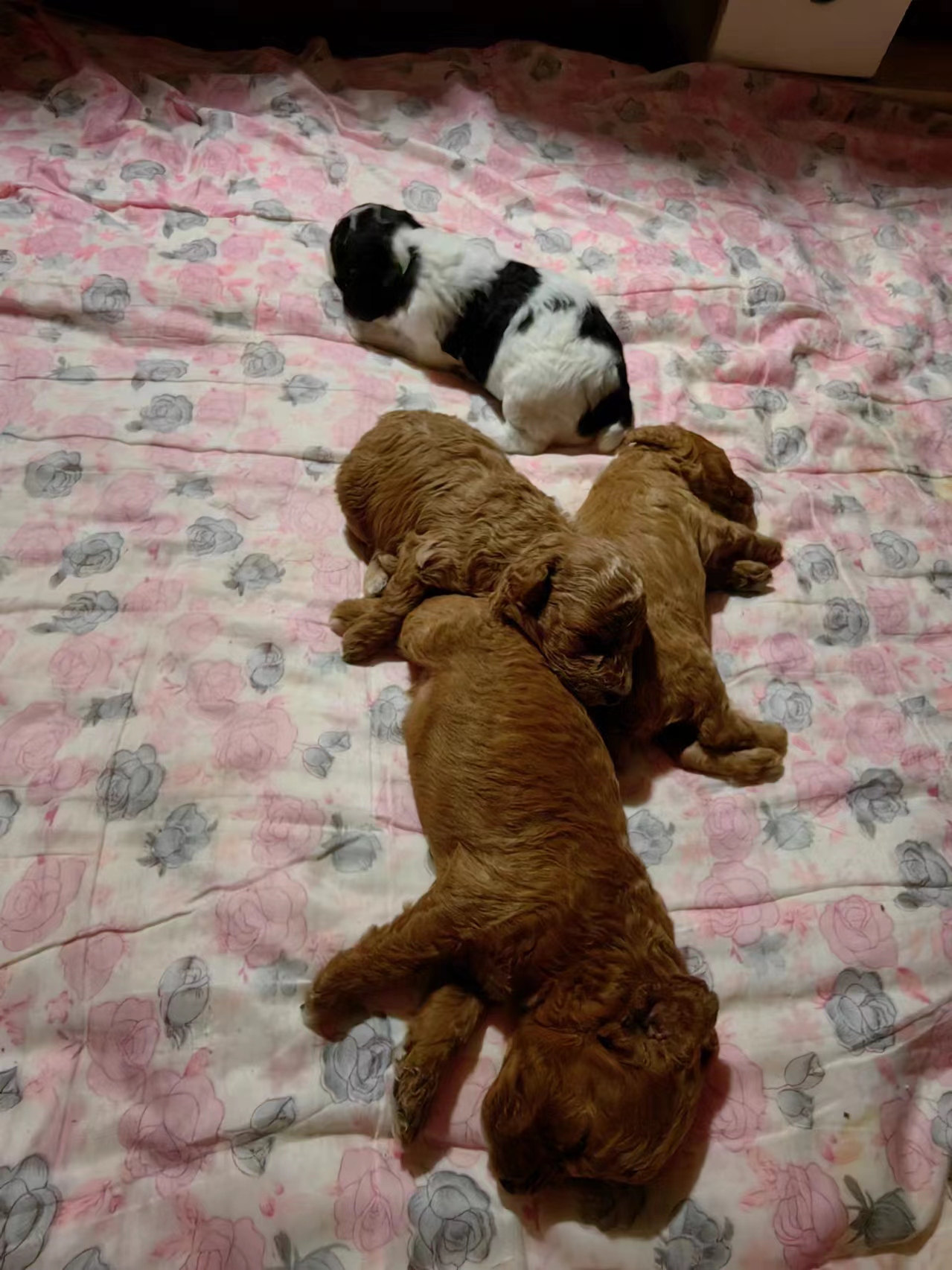 生命的轮回（是团子回来了吗）